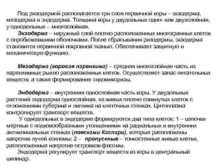   Под ризодермой располагается три слоя первичной коры – экзодерма,  мезодерма и