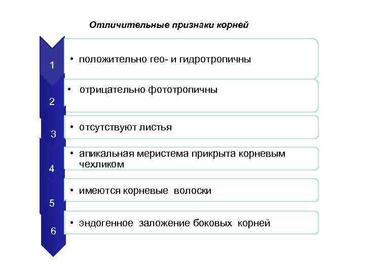Признаки корня. Признаки корней. Характерные признаки корня. Отличительные признаки корнеплодов. Характерные признаки корней..