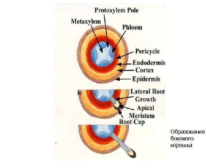 Образование бокового корешка 
