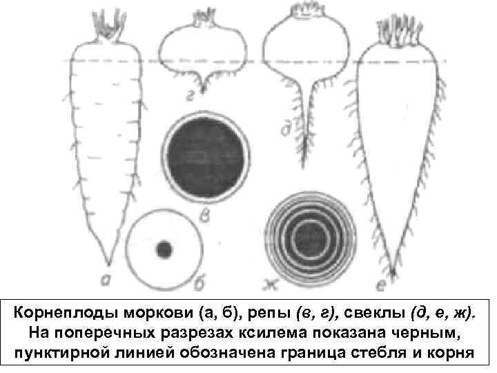Корнеплоды моркови (а, б), репы (в, г), свеклы (д, е, ж).  На поперечных