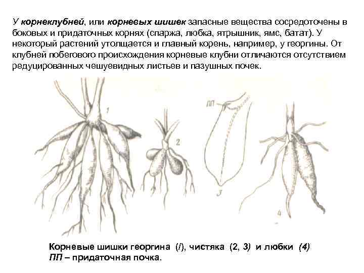 У корнеклубней, или корневых шишек запасные вещества сосредоточены в боковых и придаточных корнях (спаржа,