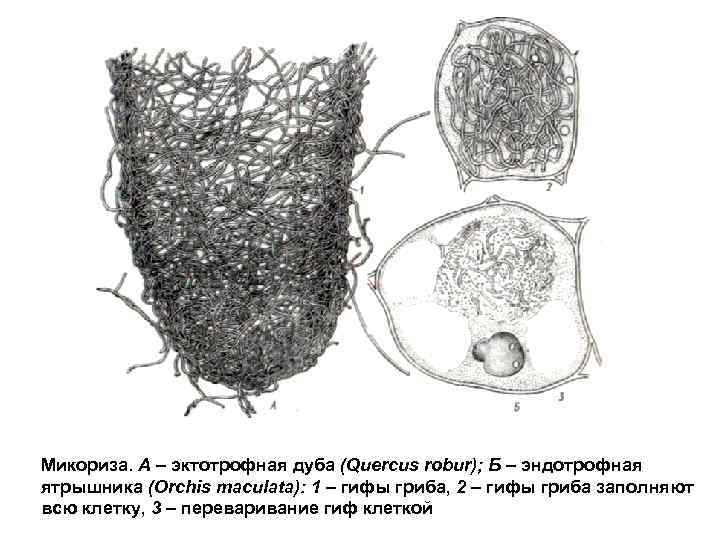 Микориза. А – эктотрофная дуба (Quercus robur); Б – эндотрофная ятрышника (Orchis maculata): 1