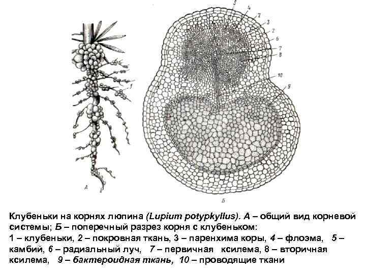 Клубеньки на корнях люпина (Lupium potypkyllus). А – общий вид корневой системы; Б –