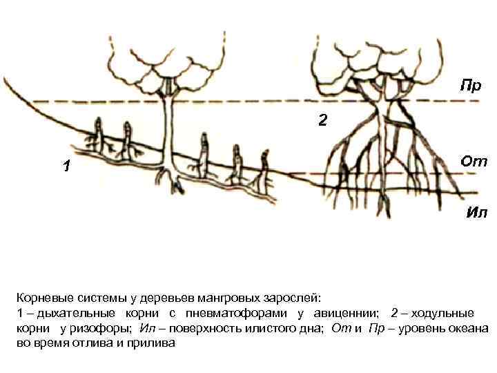 Тип корневой системы у шиповника