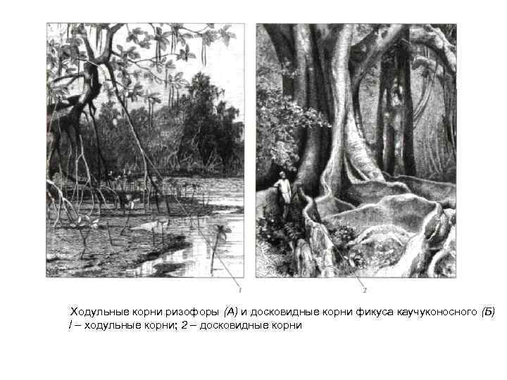  Ходульные корни ризофоры (А) и досковидные корни фикуса каучуконосного (Б) / – ходульные