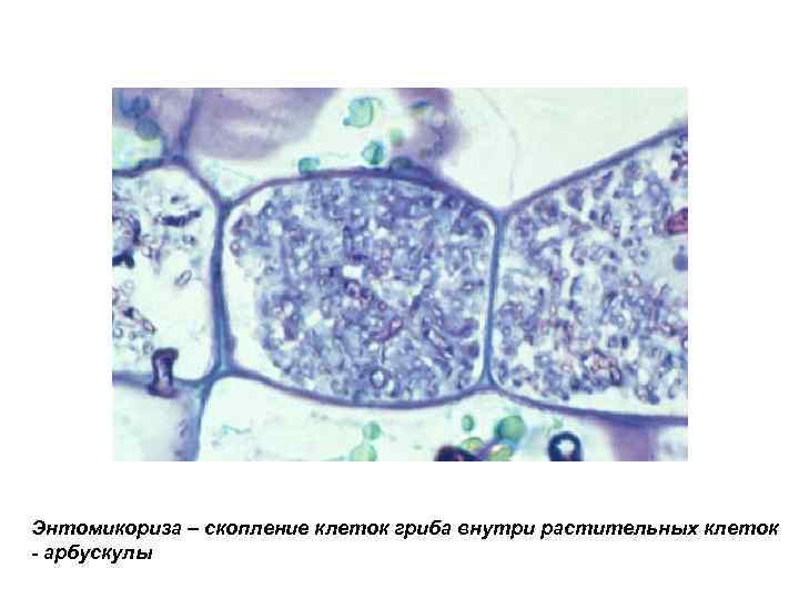 Энтомикориза – скопление клеток гриба внутри растительных клеток - арбускулы 