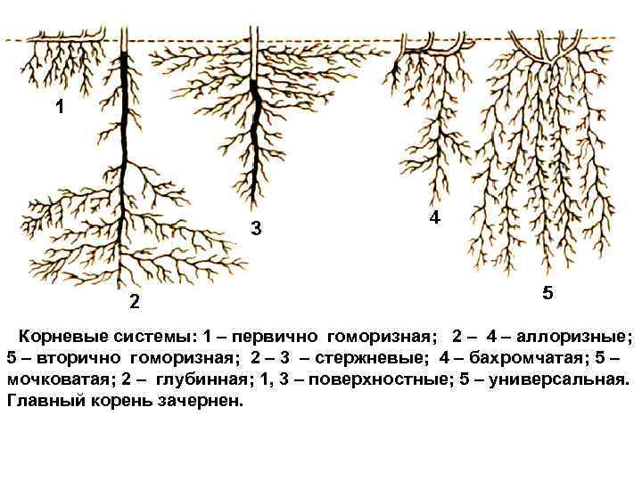 Корневая система стержневая схема