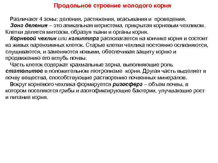    Продольное строение молодого корня Различают 4 зоны: деления, растяжения, всасывания и