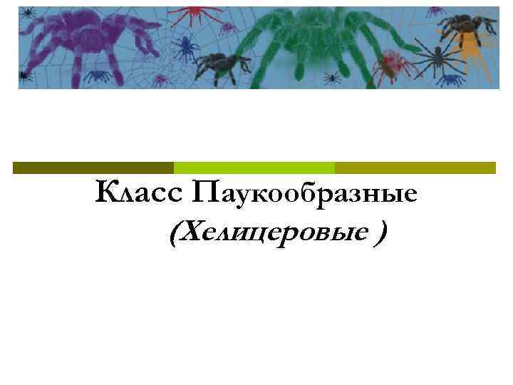 Класс Паукообразные (Хелицеровые ) 