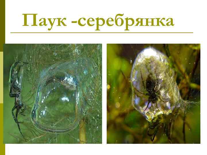 Паук -серебрянка 