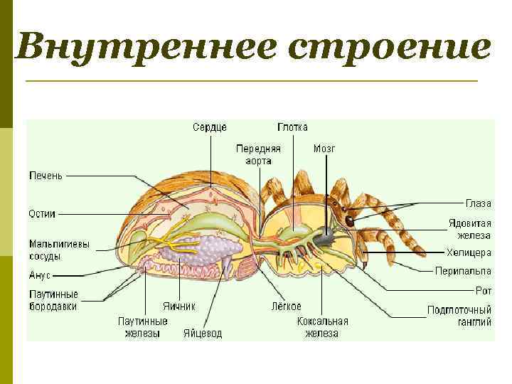 Каким номером на рисунке обозначены органы выделения насекомых и паукообразных