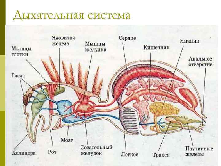 Дыхательная система 