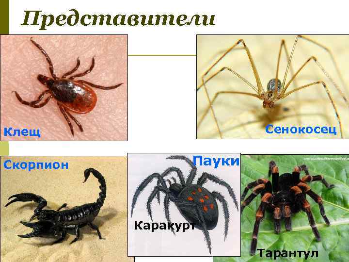 Представители класса паукообразные