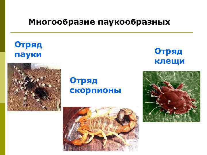  Многообразие паукообразных Отряд пауки    Отряд     клещи