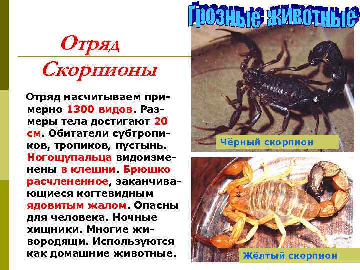   Отряд  Скорпионы Отряд насчитываем при- мерно 1300 видов. Раз- меры тела