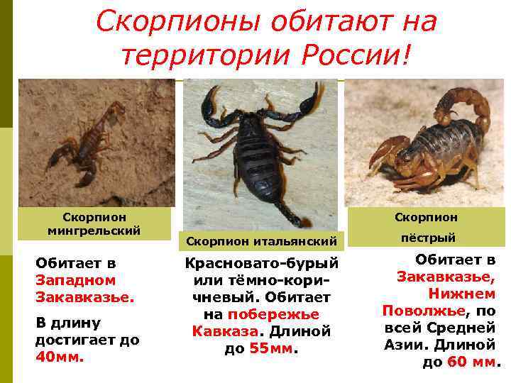   Скорпионы обитают на   территории России!  Скорпион   