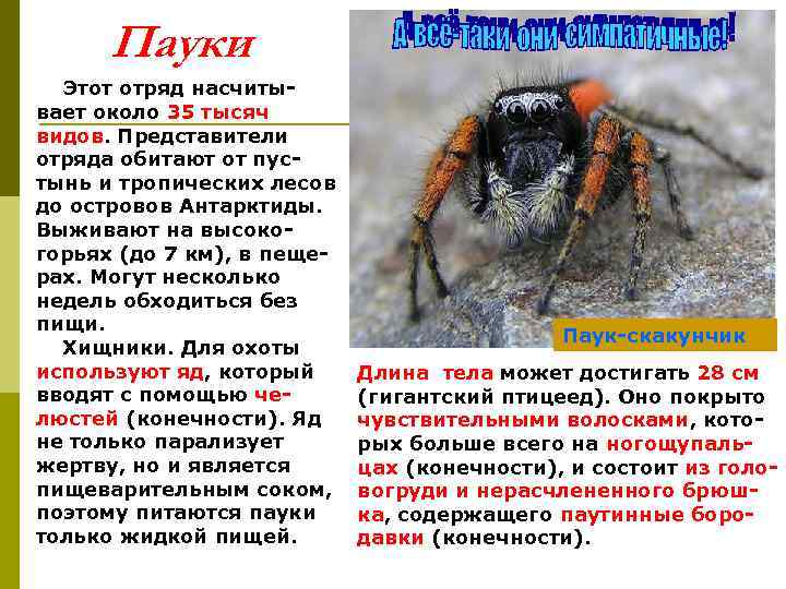  Пауки  Этот отряд насчиты- вает около 35 тысяч видов. Представители отряда обитают