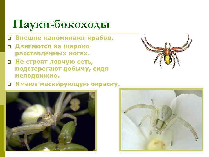   Пауки-бокоходы p  Внешне напоминают крабов. p  Двигаются на широко расставленных