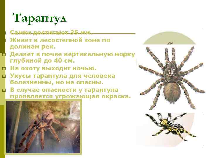   Тарантул p  Самки достигают 35 мм. p  Живет в лесостепной
