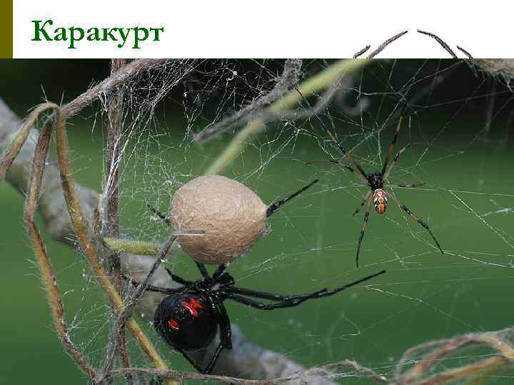   Каракурт p  Самки достигают 11 -13 мм. p  Название в