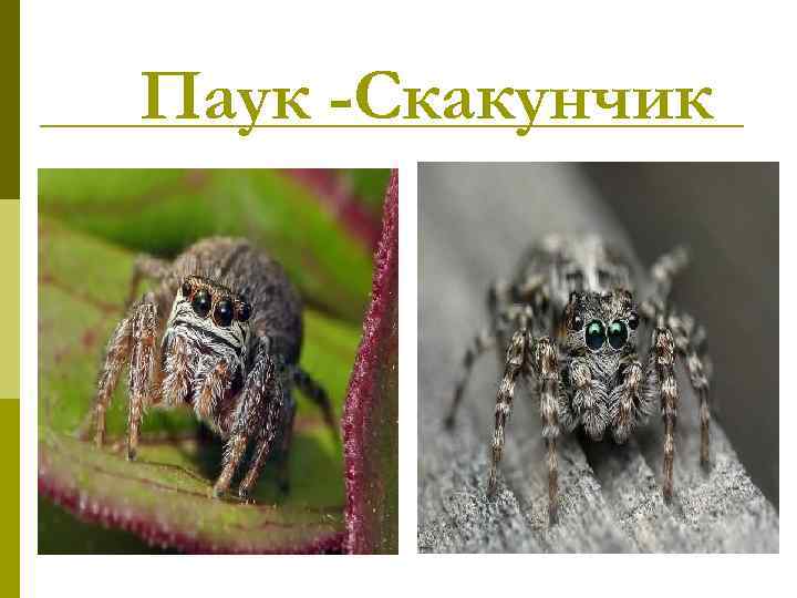 Паук -Скакунчик 