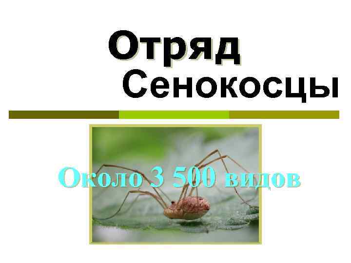   Отряд  Сенокосцы Около 3 500 видов 