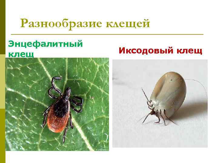  Разнообразие клещей Энцефалитный клещ  Иксодовый клещ 