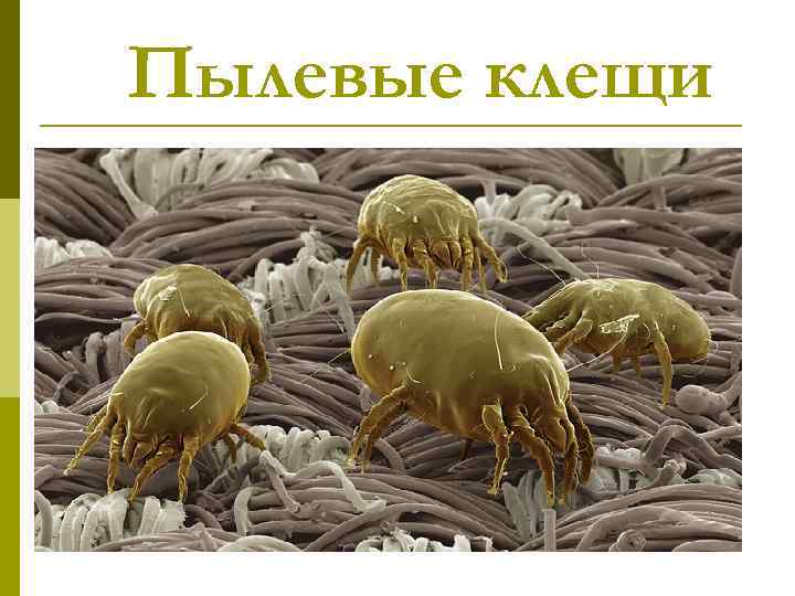 Пылевые клещи 
