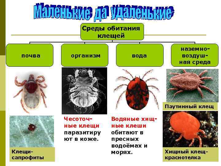     Среды обитания     клещей   