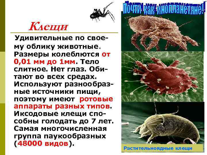   Клещи Удивительные по свое- му облику животные. Размеры колеблются от 0, 01
