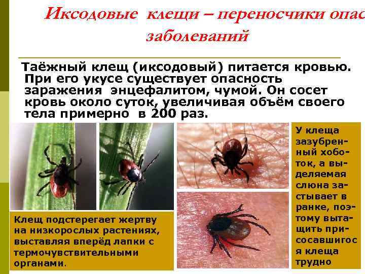  Иксодовые клещи – переносчики опас    заболеваний Таёжный клещ (иксодовый) питается