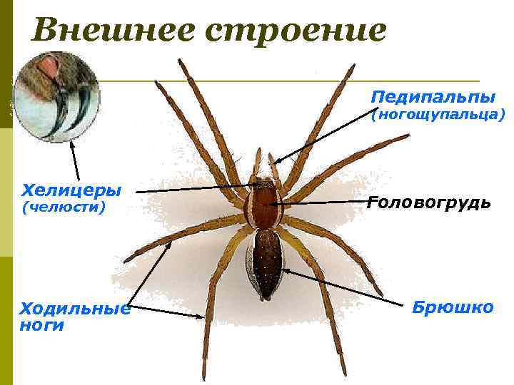 Внешнее строение паука крестовика презентация