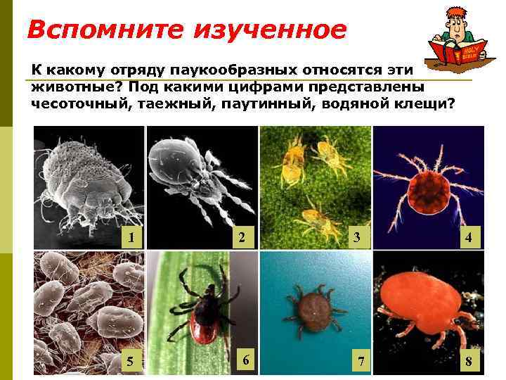 Вспомните изученное К какому отряду паукообразных относятся эти животные? Под какими цифрами представлены чесоточный,