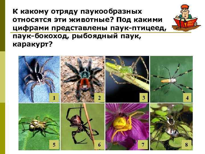 К какому отряду паукообразных относятся эти животные? Под какими цифрами представлены паук-птицеед, паук-бокоход, рыбоядный