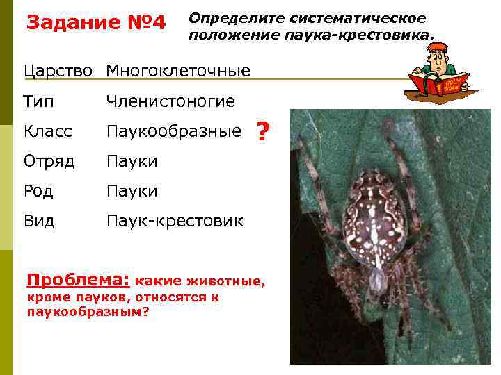 Задание № 4   Определите систематическое     положение паука-крестовика. 