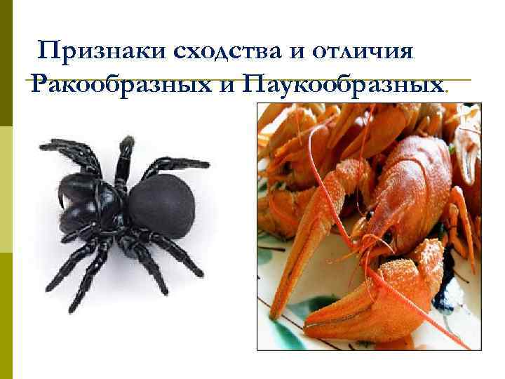 Признаки сходства и отличия Ракообразных и Паукообразных. 