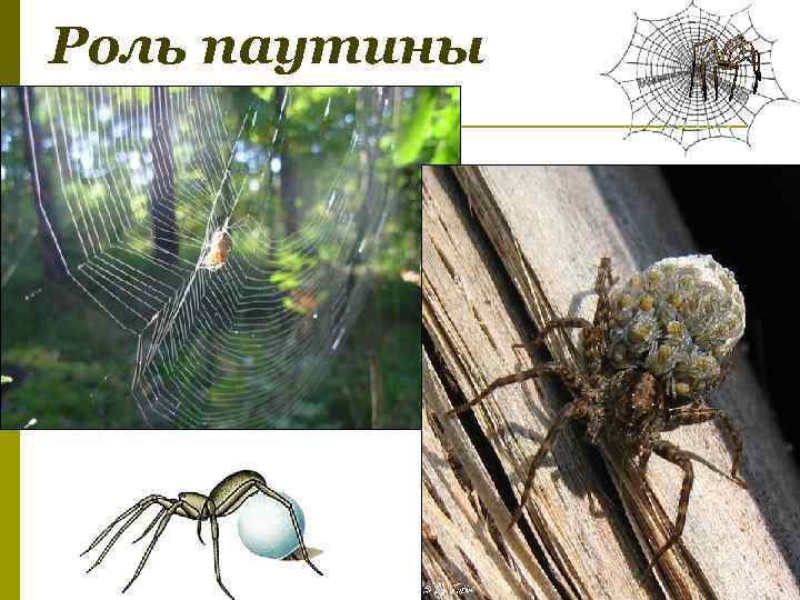 Роль паутины 