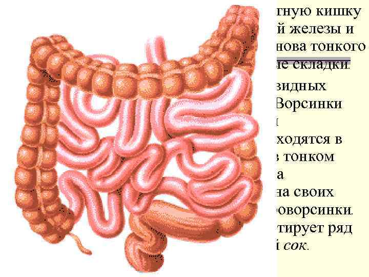 Показать кишечник человека на картинке