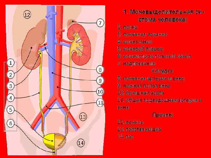 Выделительная система Основная часть вредных веществ удаляется в виде  мочи через почки. Почки