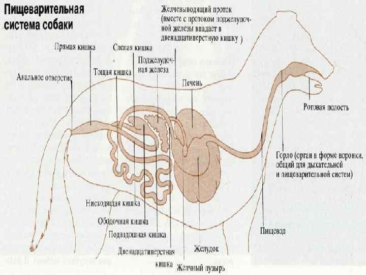 Пищеварение животных. Строение пищеварительной системы собаки. Пищеварительная система собаки схема. Система пищеварения собаки схема. Строение пищеварительной системы Льва.