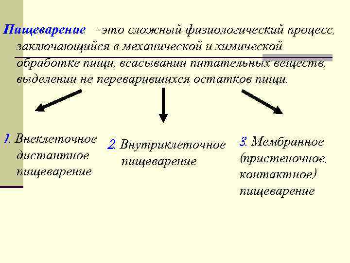 Процесс химической и физической обработки пищи называется