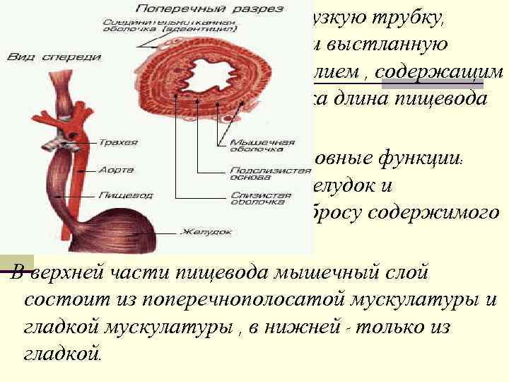 Пищевод это орган. Слои стенки пищевода анатомия. Особенности строения пищевода. Строение стенки пищевода. Строение мышц пищевода.