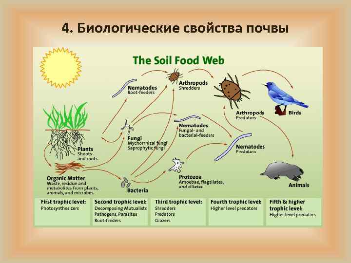 4. Биологические свойства почвы 