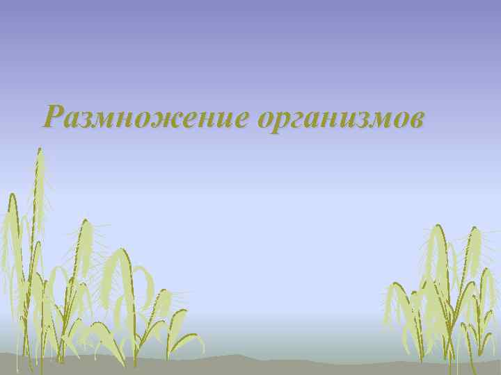 Размножение организмов 