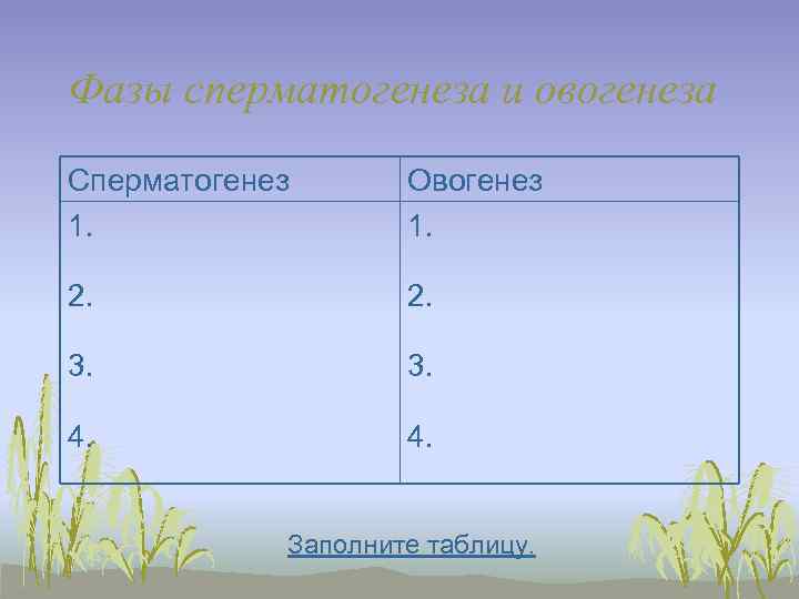 Фазы сперматогенеза и овогенеза Сперматогенез  Овогенез 1.  2.  3.  4.