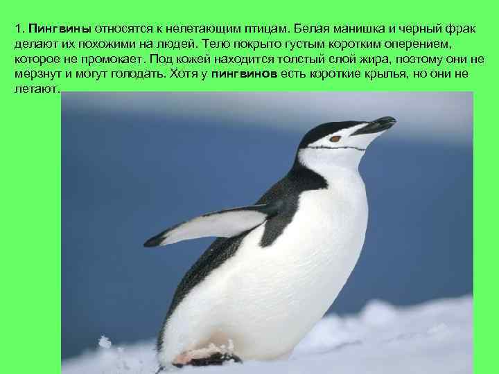 1. Пингвины относятся к нелетающим птицам. Белая манишка и черный фрак делают их похожими