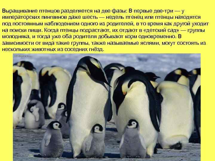 Выращивание птенцов разделяется на две фазы: В первые две-три — у императорских пингвинов даже
