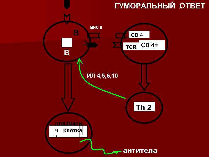      ГУМОРАЛЬНЫЙ ОТВЕТ    МНС II  B
