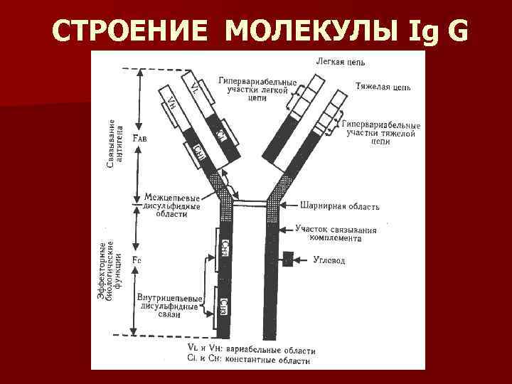 СТРОЕНИЕ МОЛЕКУЛЫ Ig G 
