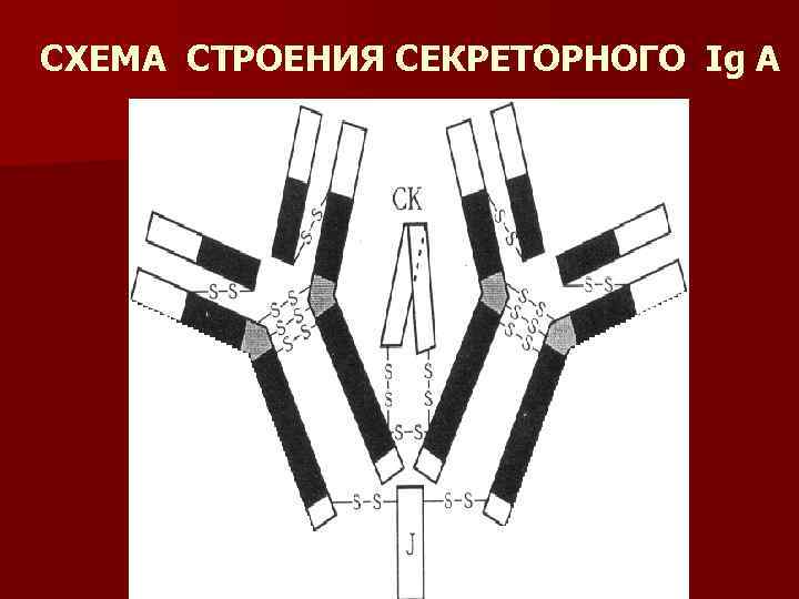 СХЕМА СТРОЕНИЯ СЕКРЕТОРНОГО Ig A 